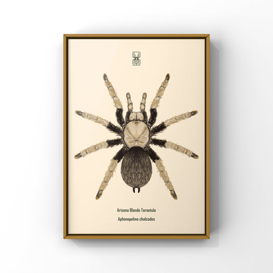 Arizona Blonde Tarantula, Aphonopelma Chalcodes, Photographic Art Print from The Silk Ranch