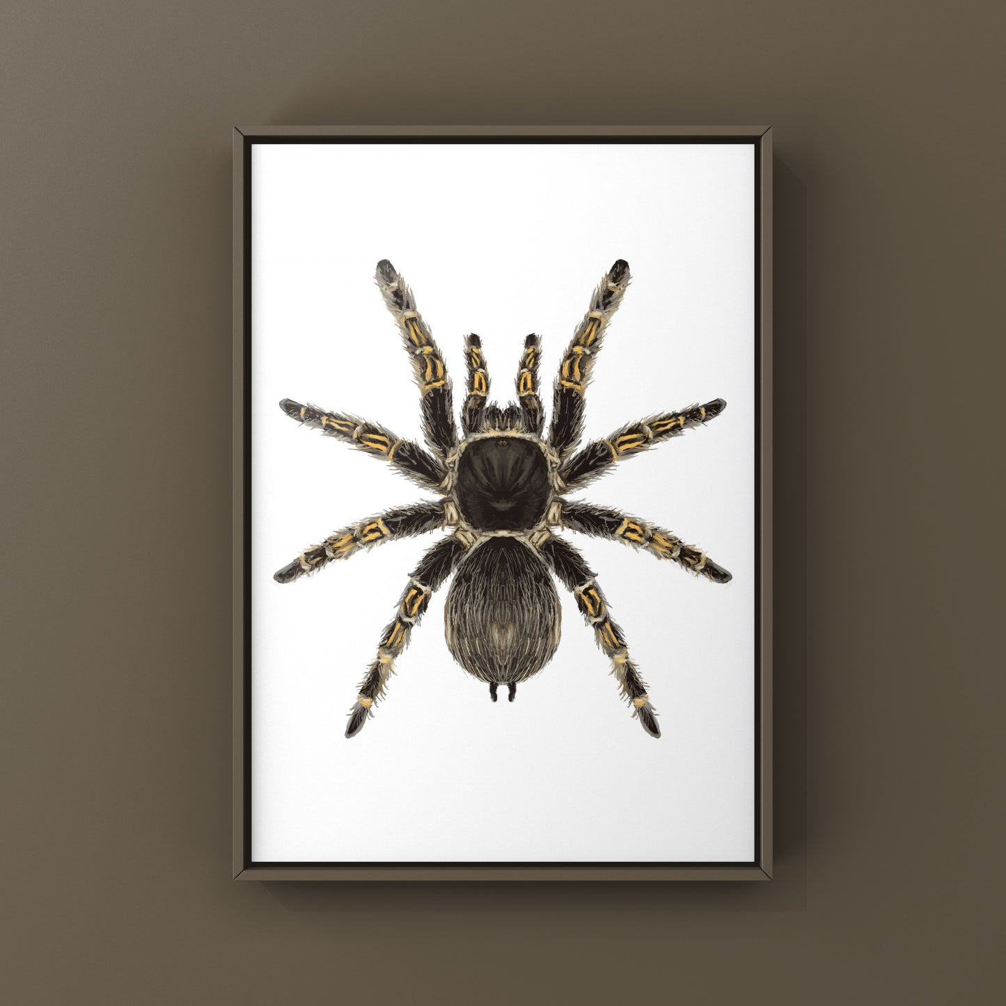 Chaco Golden Knee Tarantula, Grammostola Pulchripes, Photographic Art Print