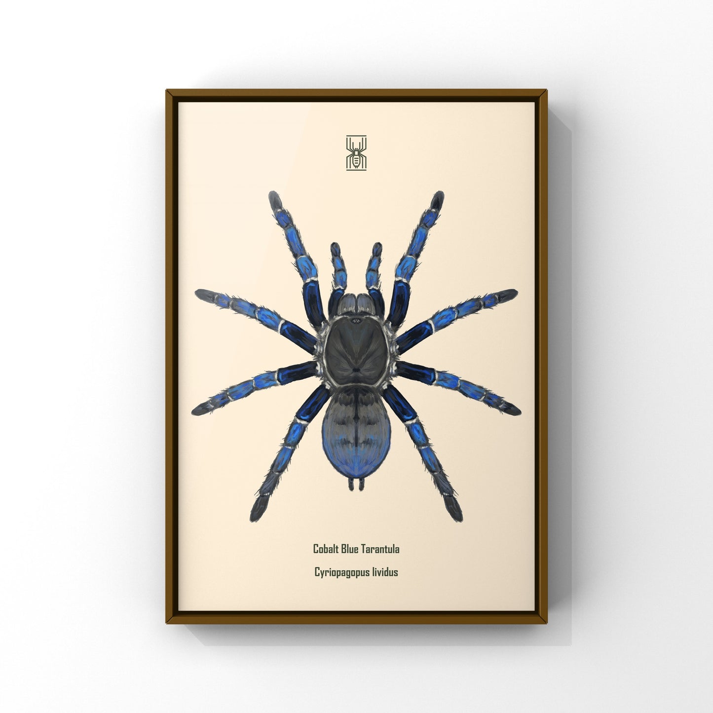 Cobalt Blue Tarantula, Cyriopagopus Lividus, Photographic Art Print