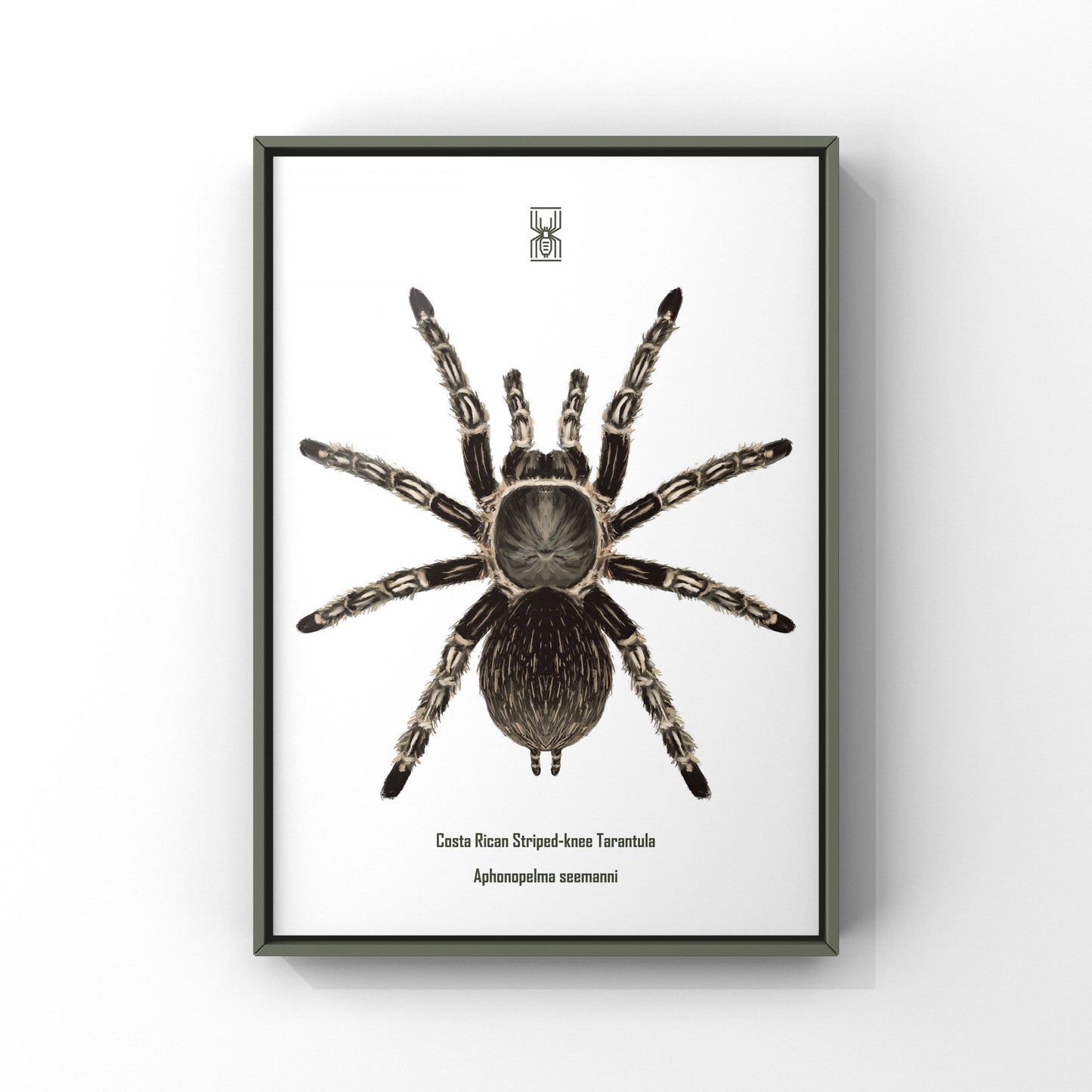 Costa Rican Striped-knee Tarantula, Aphonopelma Seemanni, Photographic Art Print