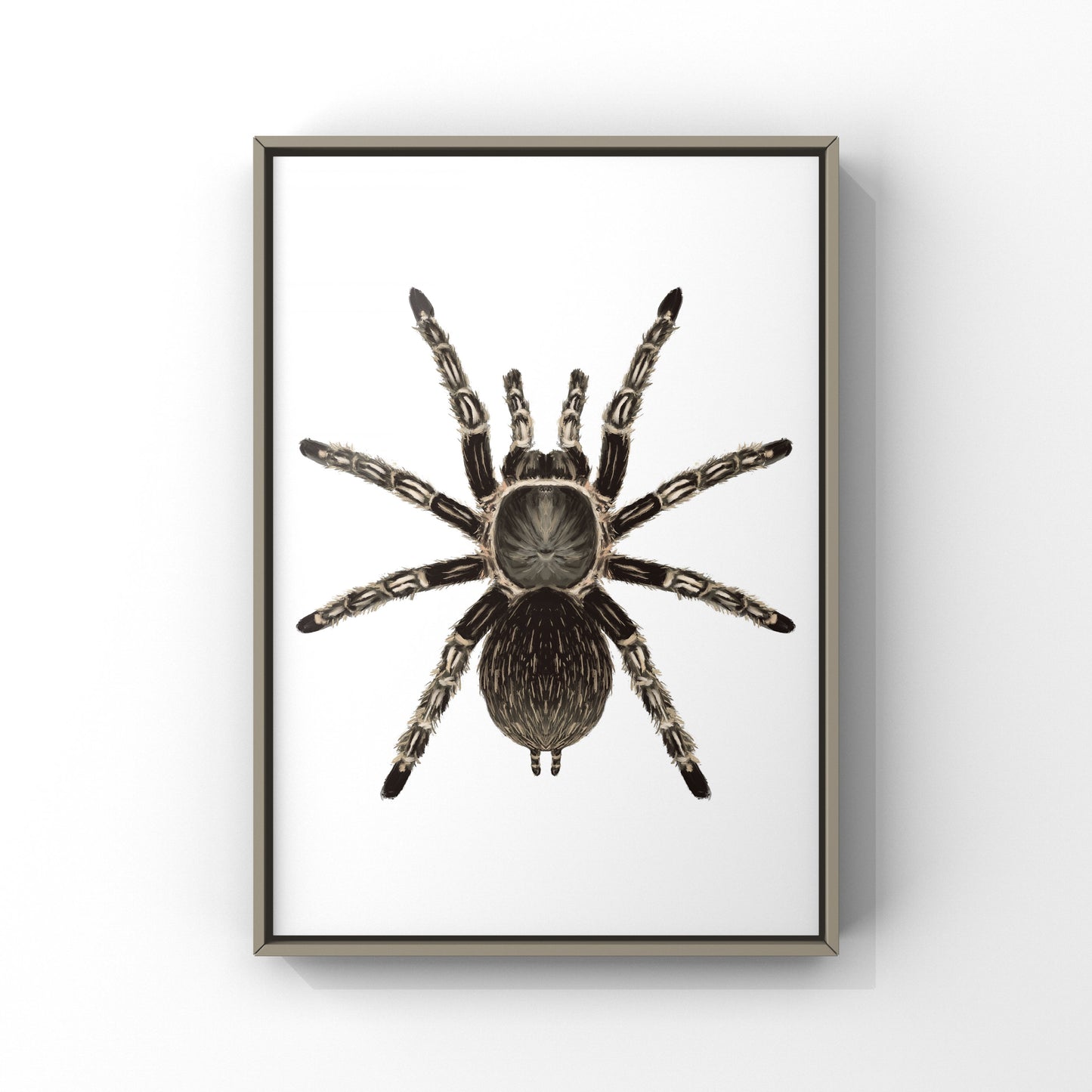 Costa Rican Striped-knee Tarantula, Aphonopelma Seemanni, Photographic Art Print