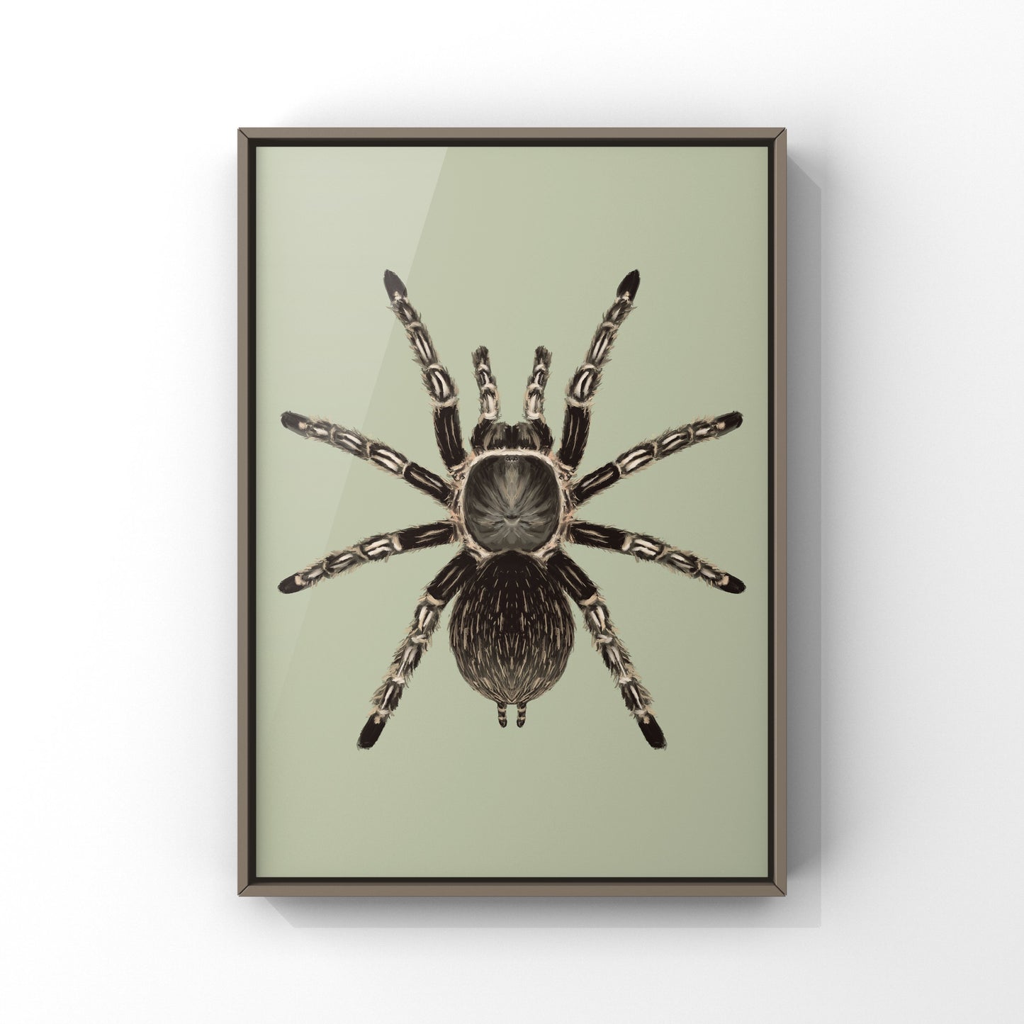 Costa Rican Striped-knee Tarantula, Aphonopelma Seemanni, Photographic Art Print