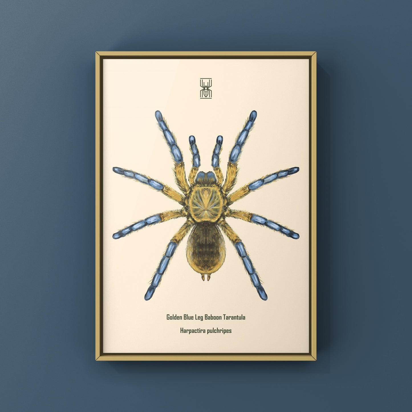 Golden Blue Leg Baboon Tarantula, Harpactira Pulchripes, Photographic Art Print