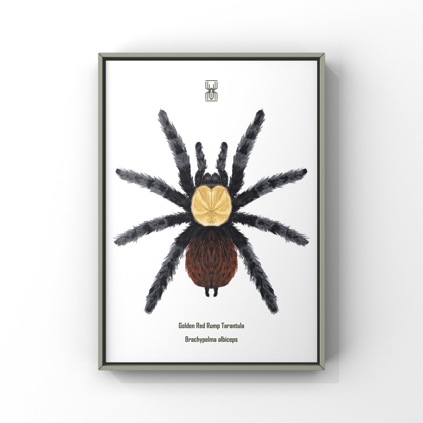 Golden Red Rump Tarantula, Brachypelma Albiceps, Photographic Art Print