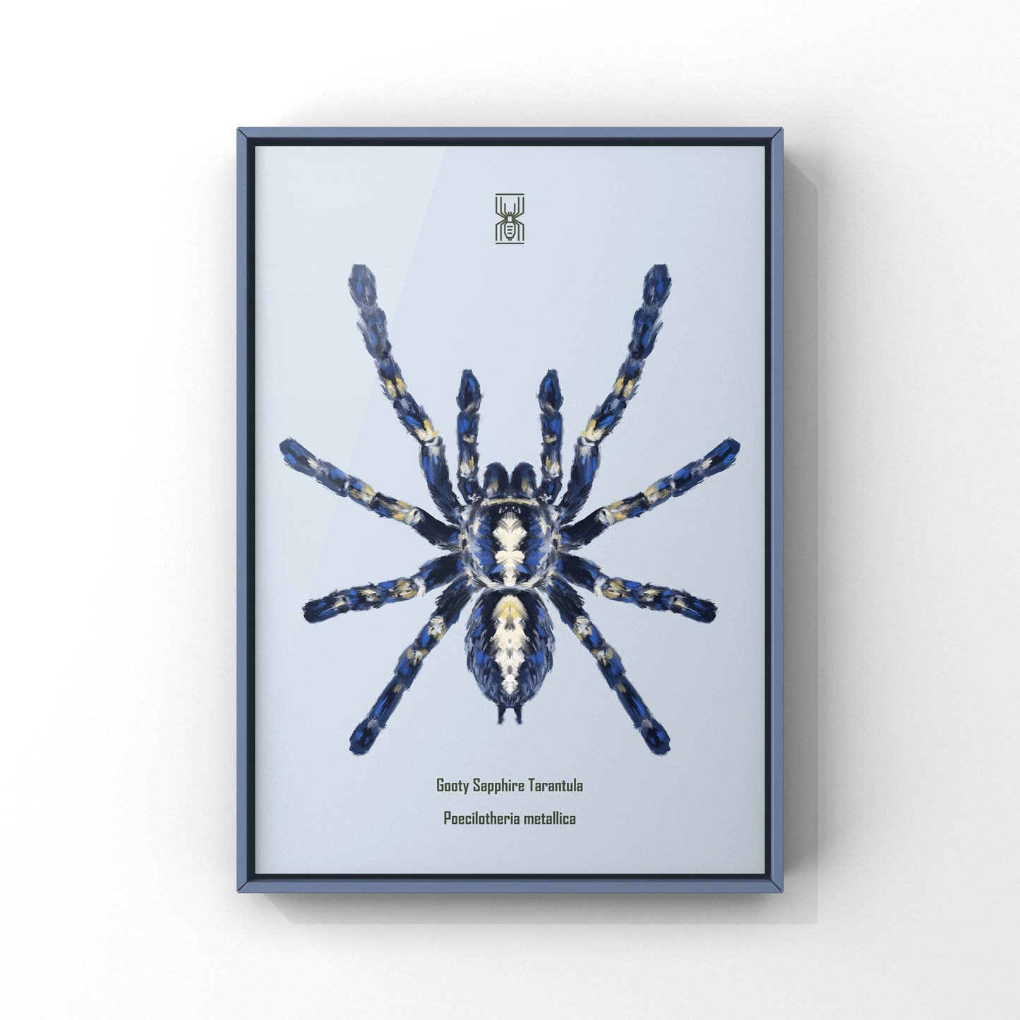 Gooty Sapphire Tarantula, Poecilotheria Metallica, Photographic Art Print