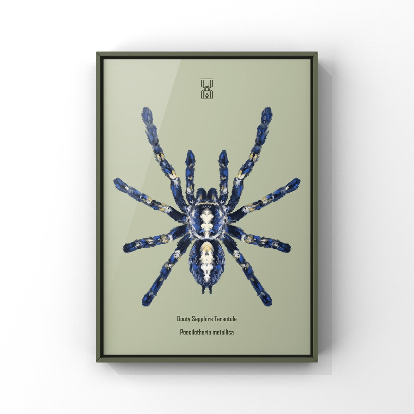 Gooty Sapphire Tarantula, Poecilotheria Metallica, Photographic Art Print