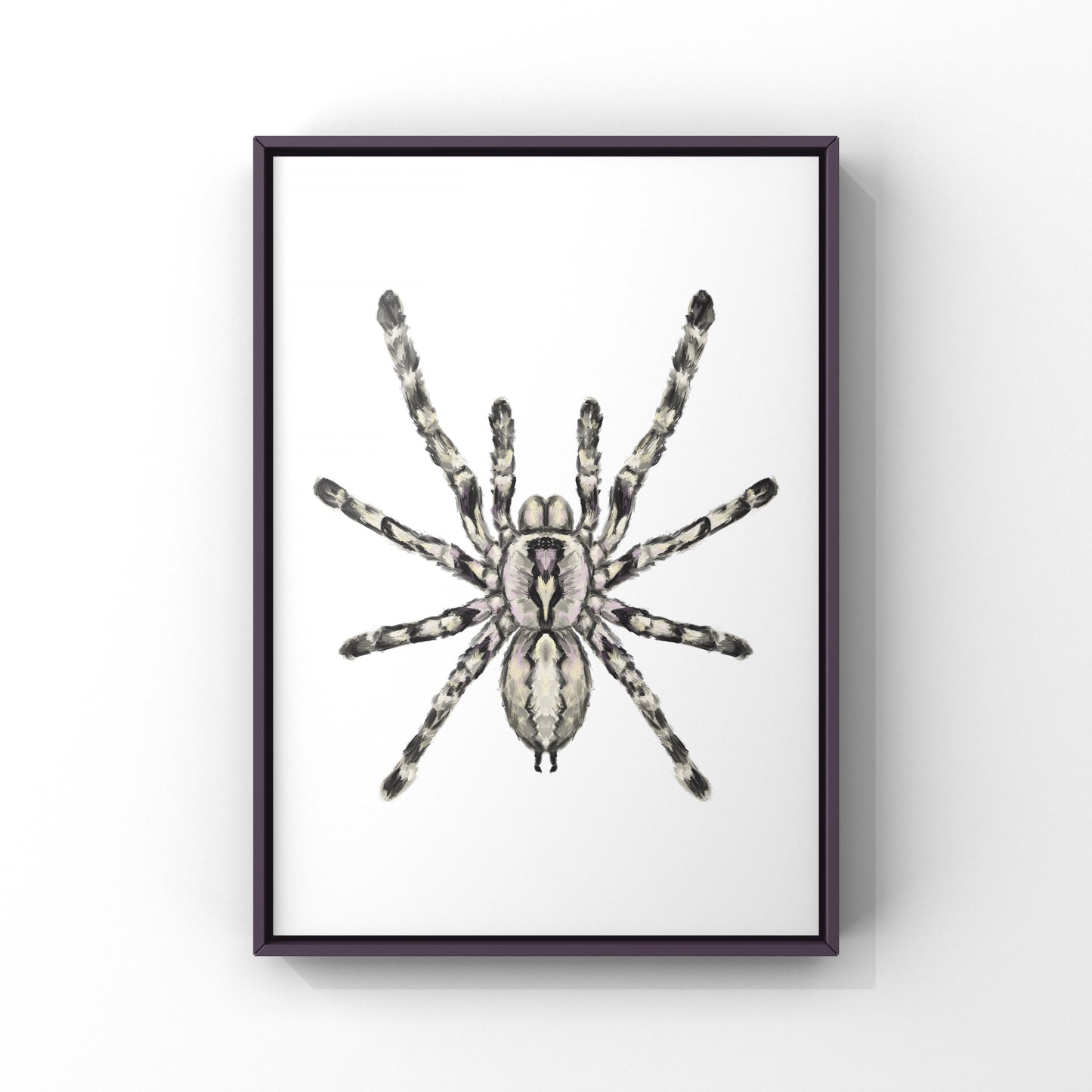 Indian Ornamental Tarantula, Poecilotheria Regalis, Photographic Art Print