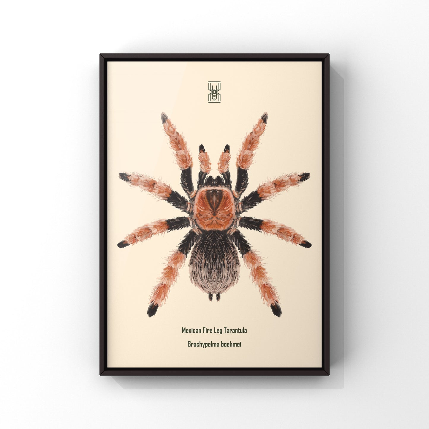 Mexican Fire Leg Tarantula, Brachypelma Boehmei, Photographic Art Print