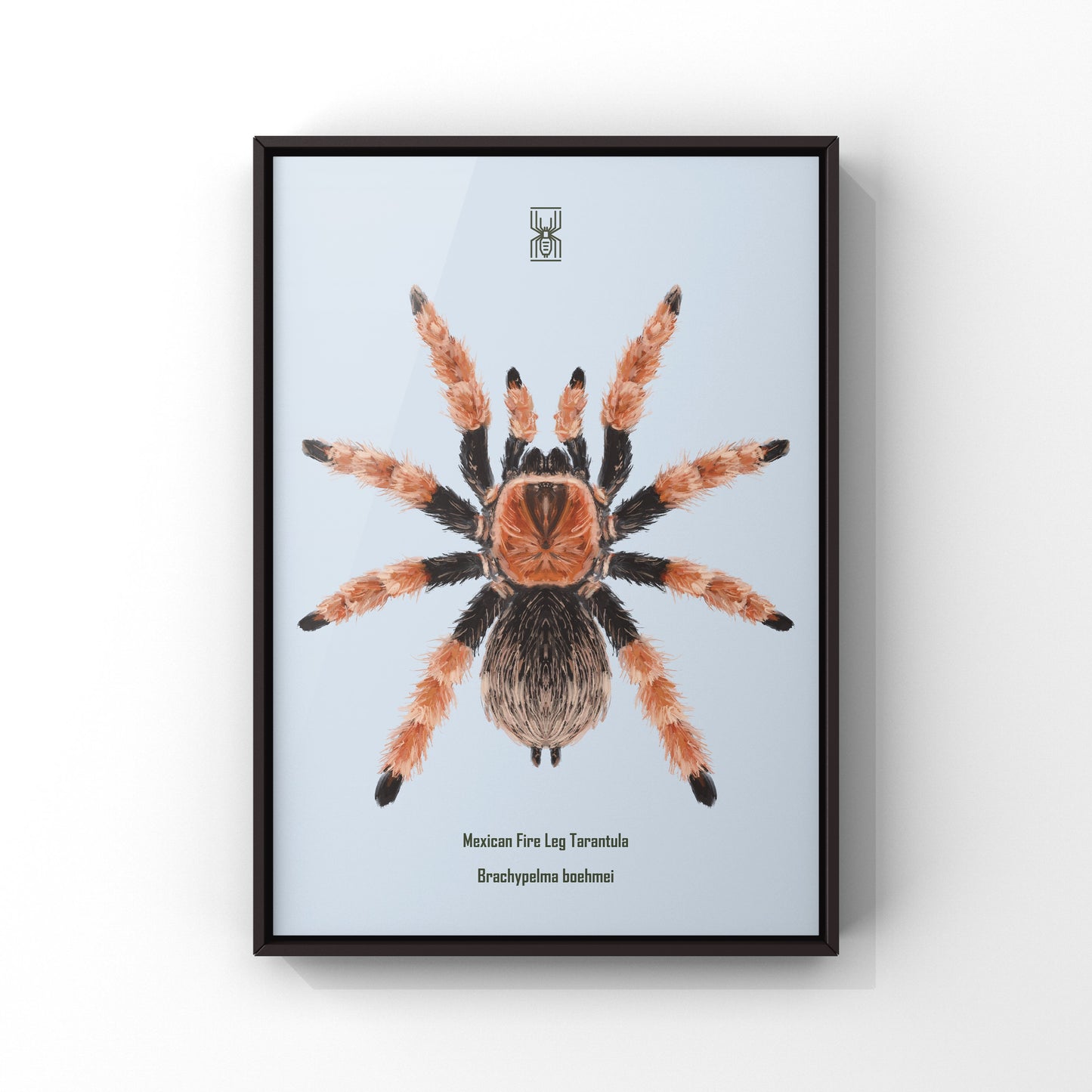 Mexican Fire Leg Tarantula, Brachypelma Boehmei, Photographic Art Print
