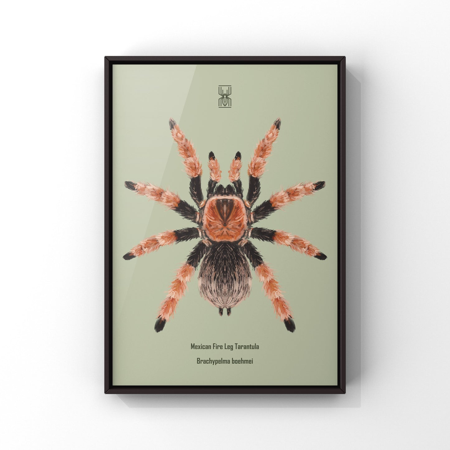 Mexican Fire Leg Tarantula, Brachypelma Boehmei, Photographic Art Print
