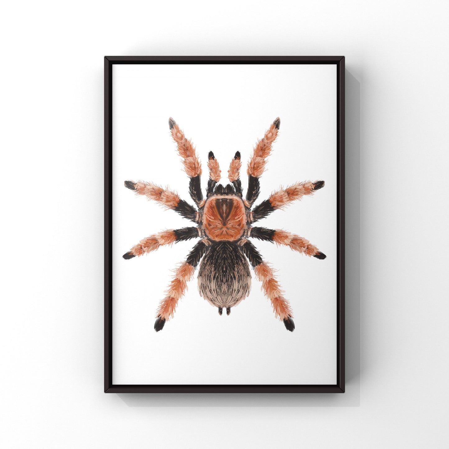 Mexican Fire Leg Tarantula, Brachypelma Boehmei, Photographic Art Print