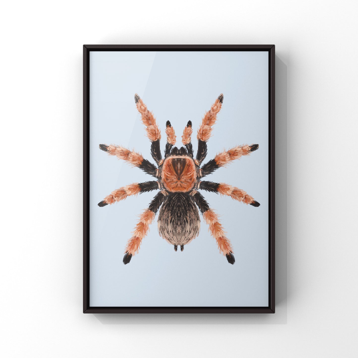 Mexican Fire Leg Tarantula, Brachypelma Boehmei, Photographic Art Print