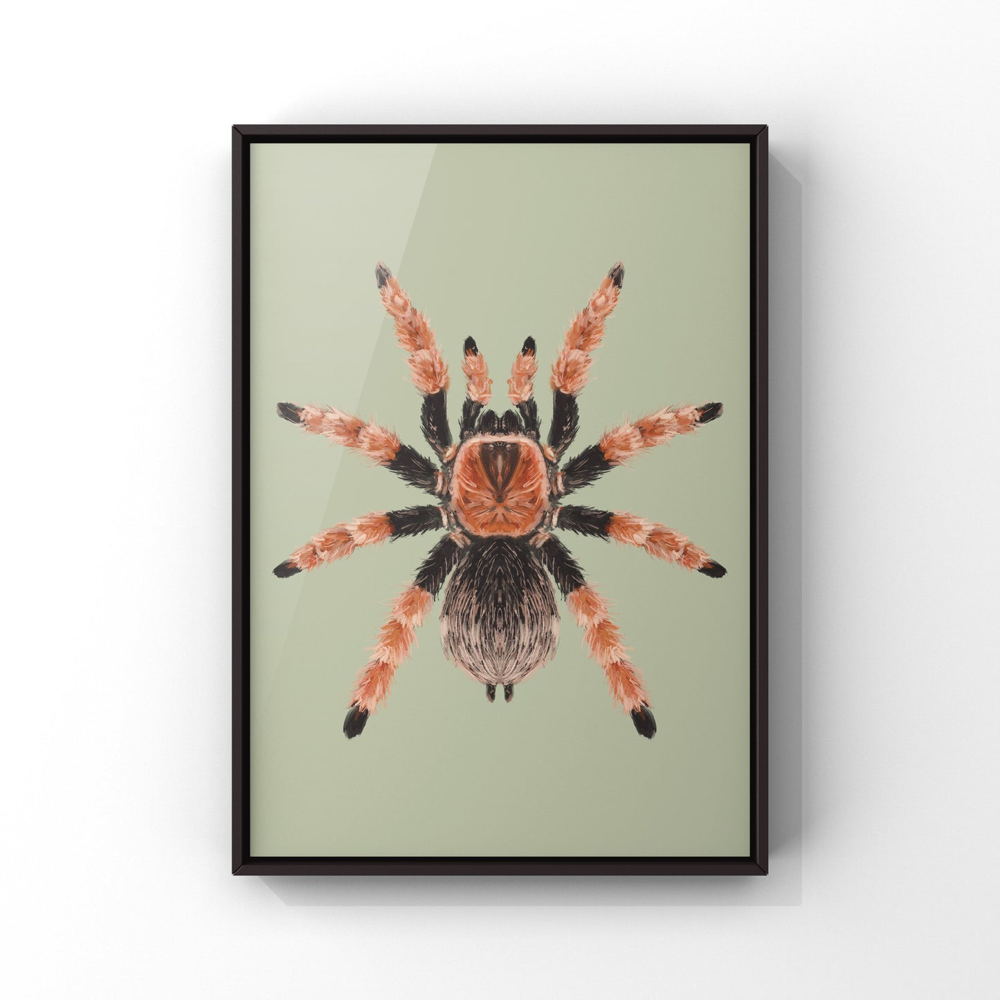 Mexican Fire Leg Tarantula, Brachypelma Boehmei, Photographic Art Print