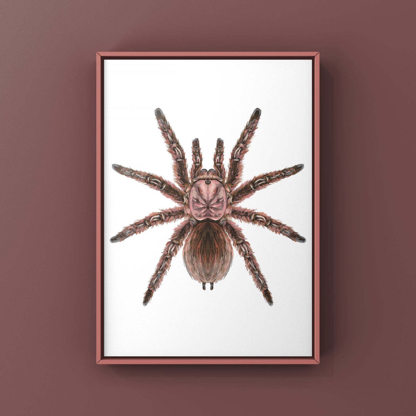Chilean Rose Hair Tarantula, Grammostola Rosea, Photographic Art Print
