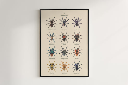 Tarantula Collection: Series IV Poster