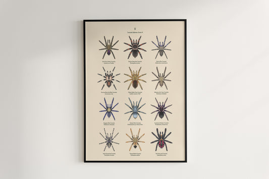 Tarantula Collection: Series VI Poster