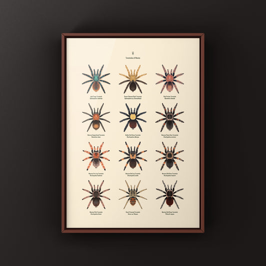 Tarantulas of Mexico Poster
