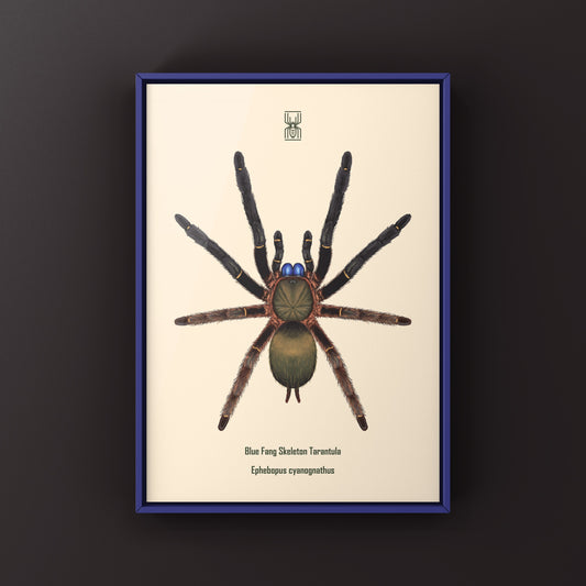 Blue Fang Skeleton Tarantula, Ephebopus Cyanognathus, Photographic Art Print from The Silk Ranch