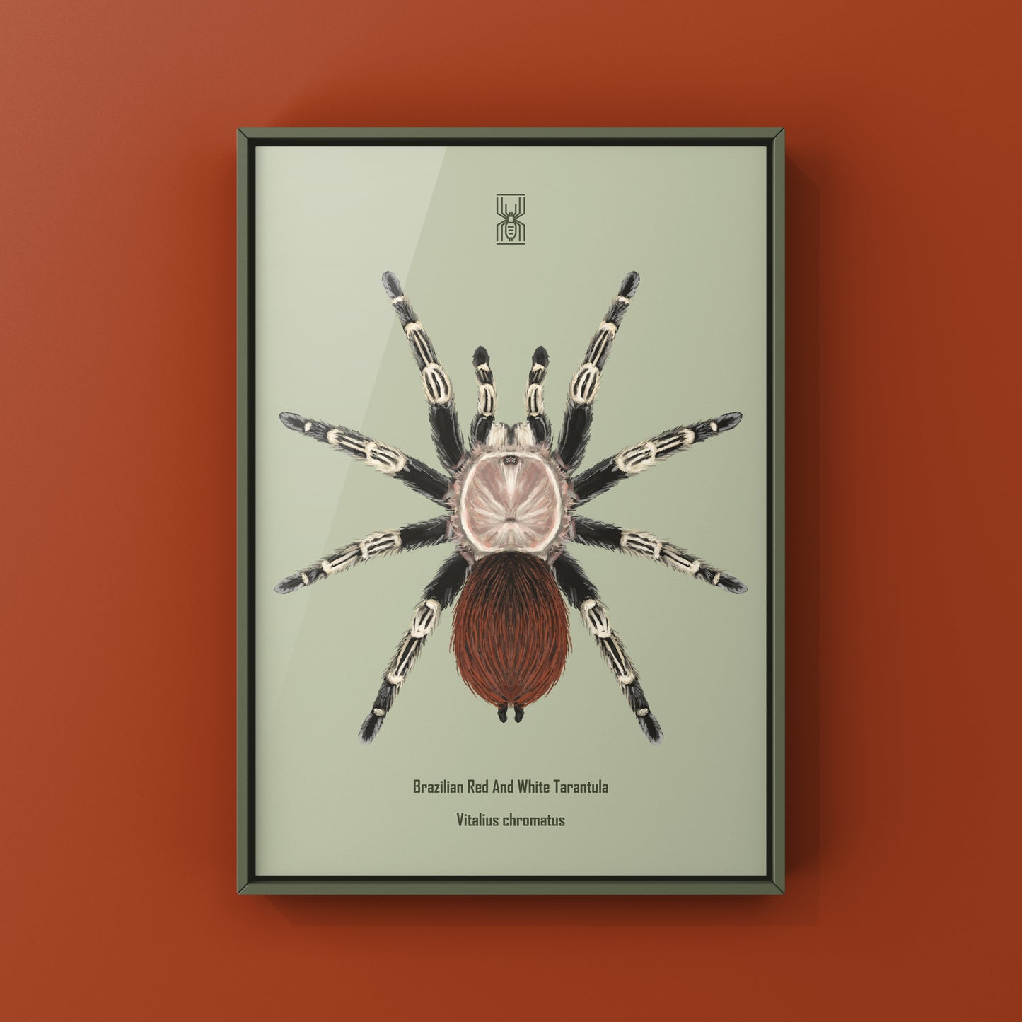 Brazilian Red And Black Tarantula, Vitalius Chromatus, Photographic Art Print