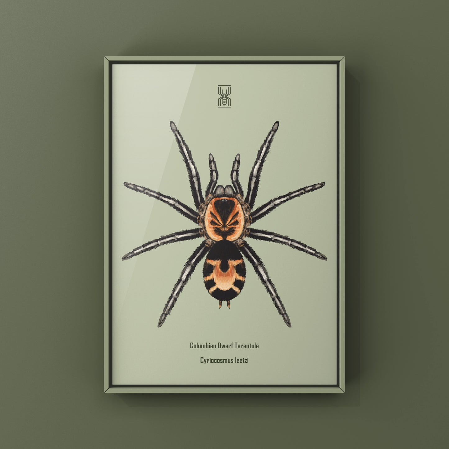 Columbian Dwarf Tarantula, Cyriocosmus Leetzi, Photographic Art Print