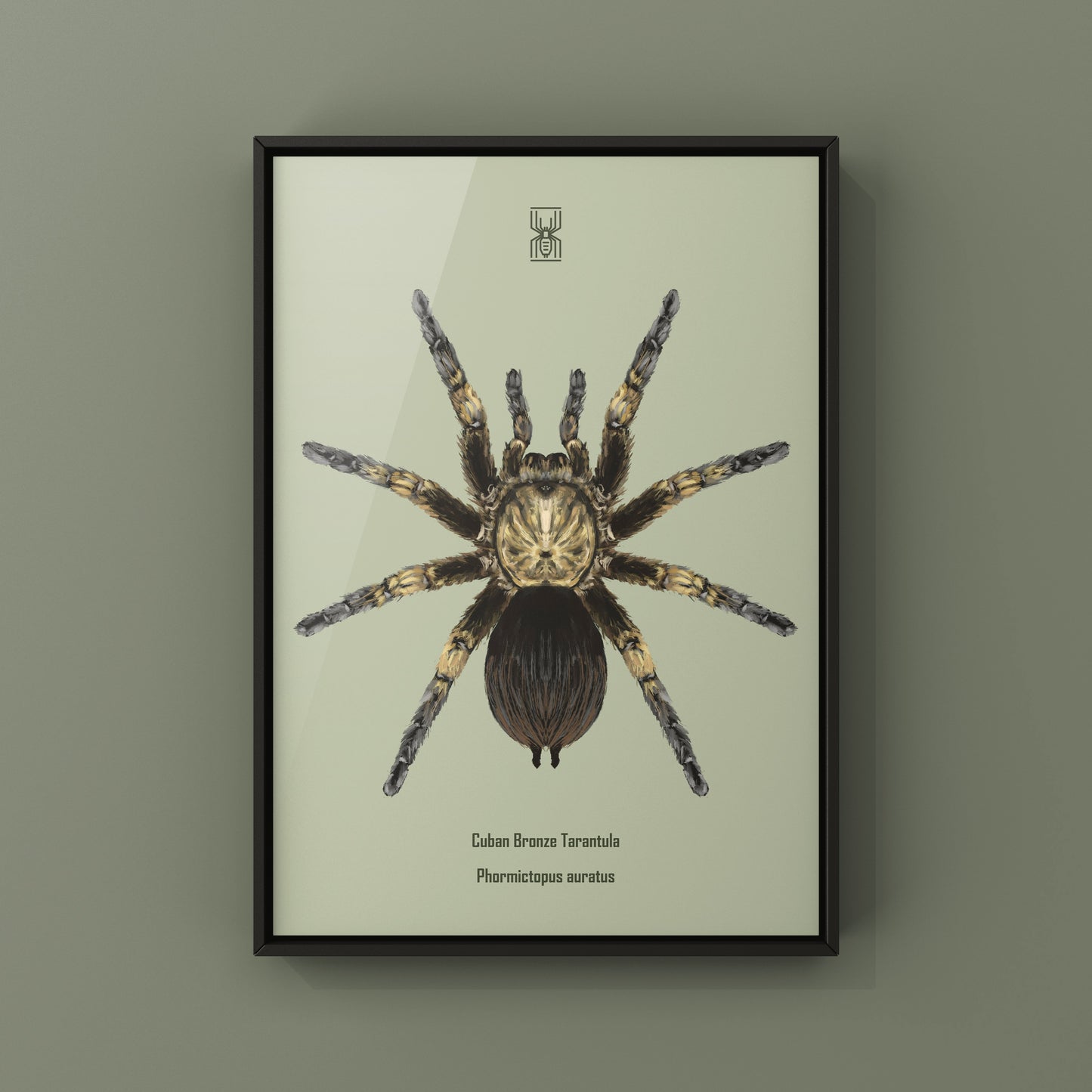Cuban Bronze Tarantula, Phormictopus Auratus, Photographic Art Print