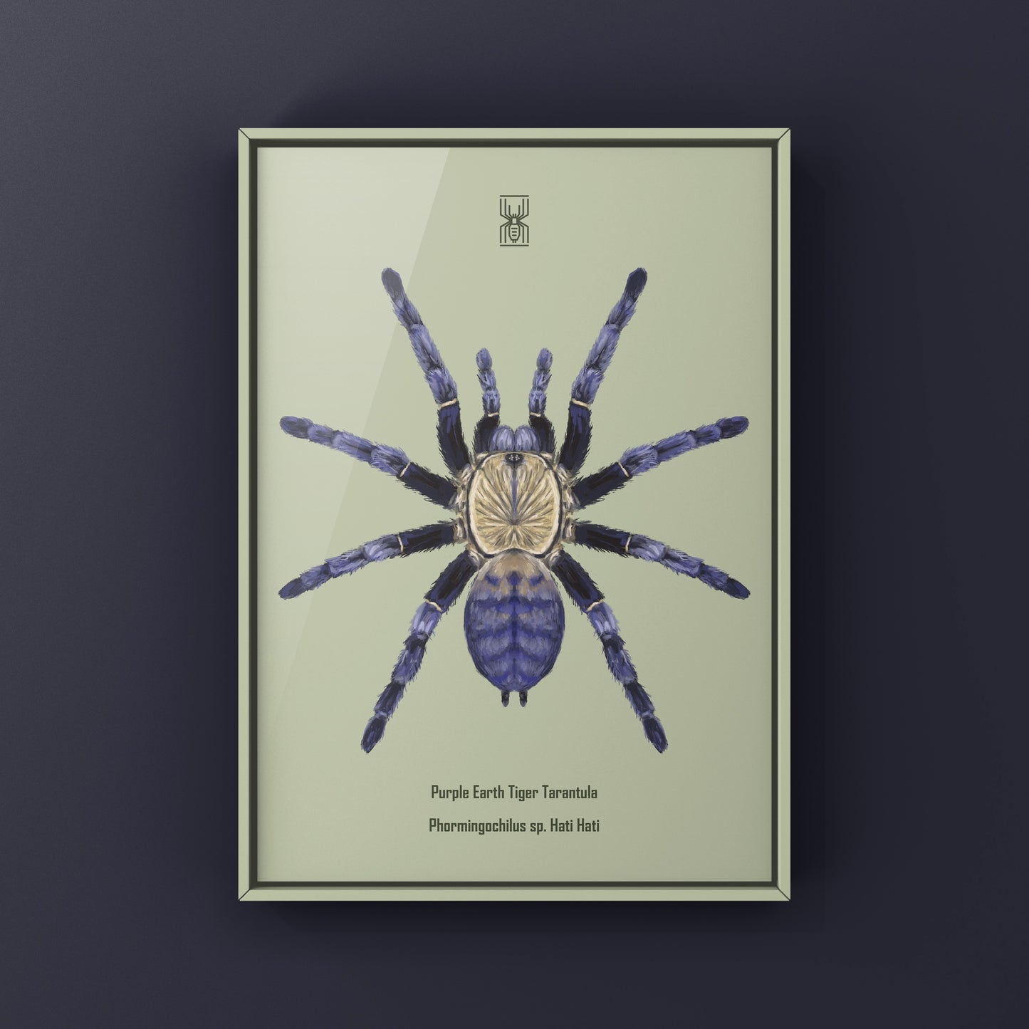 Purple Earth Tiger Tarantula, Phormingochilus Sp Hati Hati, Photographic Art Print