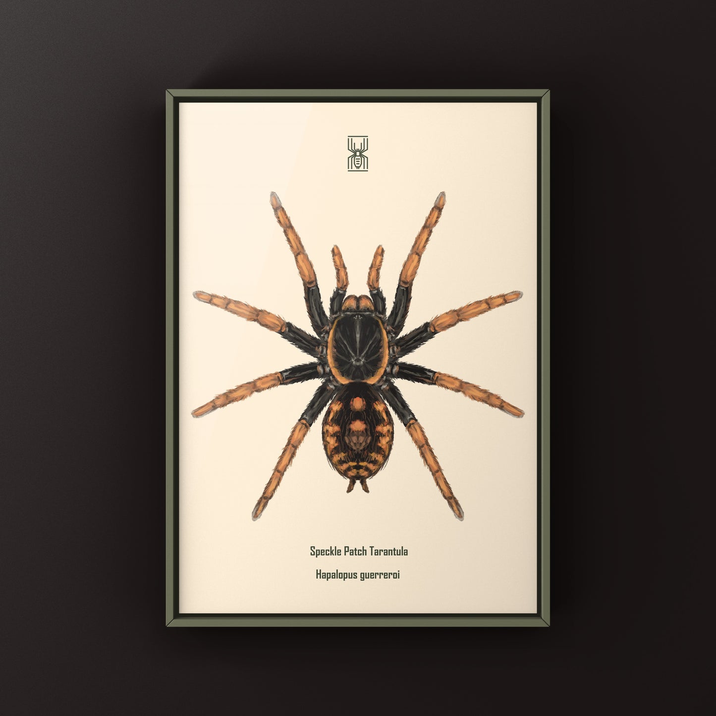 Speckle Patch Tarantula, Hapalopus Guerreroi, Photographic Art Print