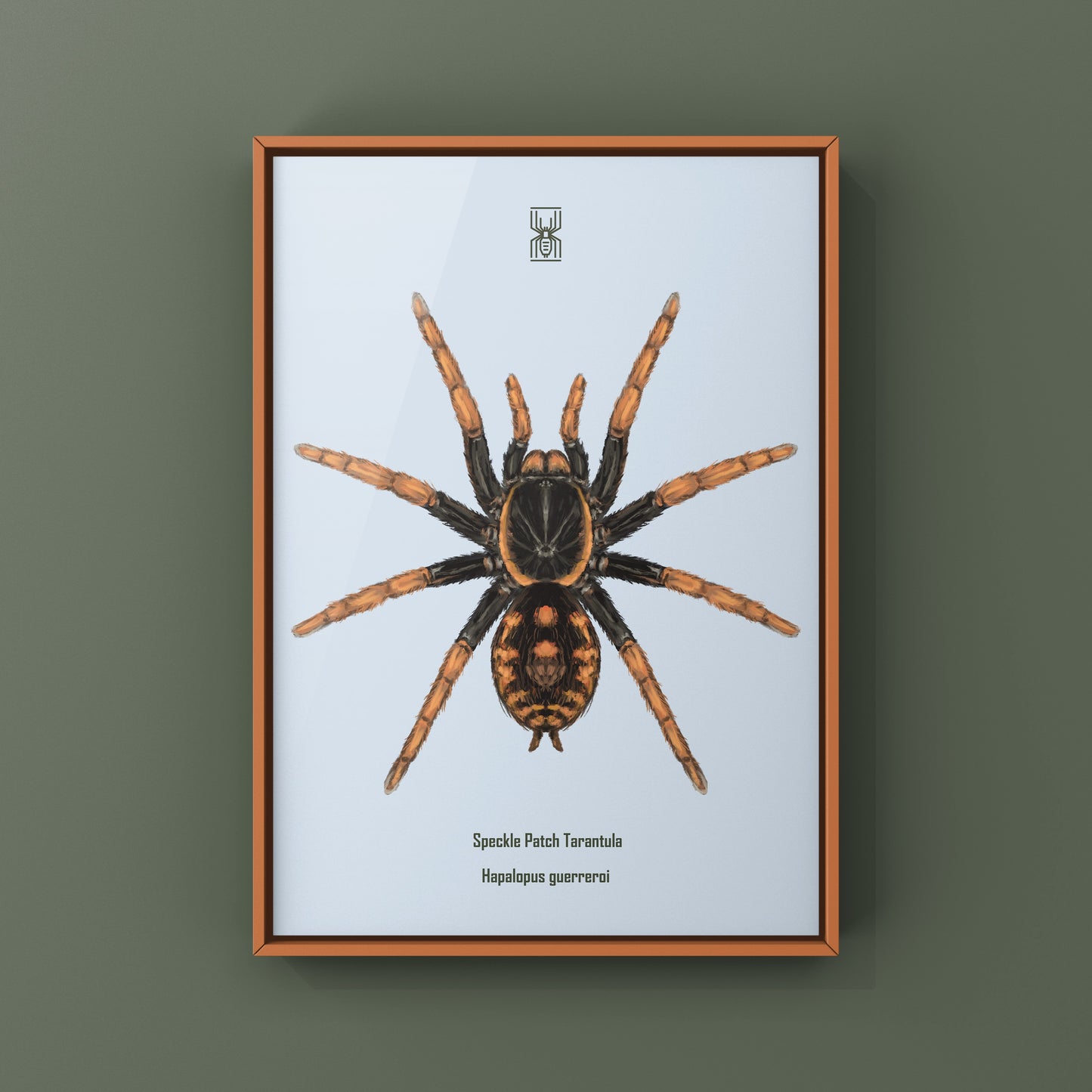 Speckle Patch Tarantula, Hapalopus Guerreroi, Photographic Art Print