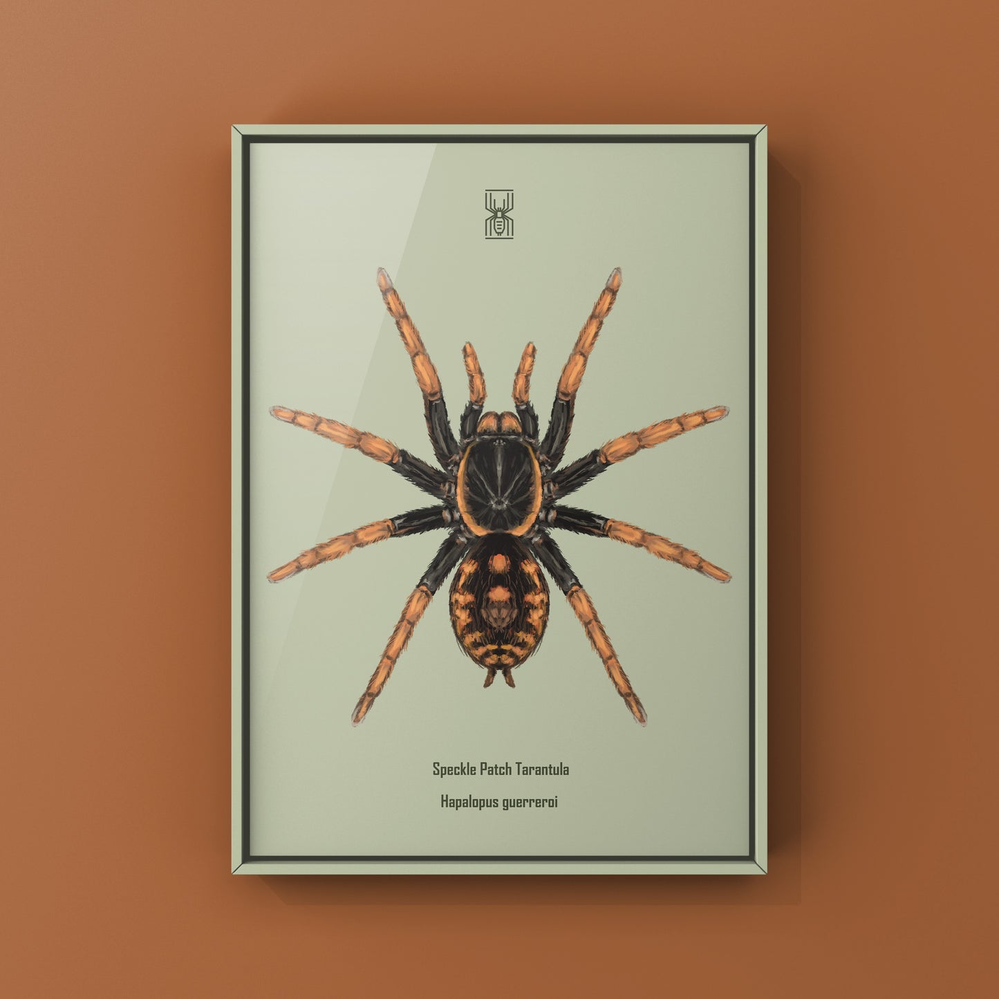 Speckle Patch Tarantula, Hapalopus Guerreroi, Photographic Art Print