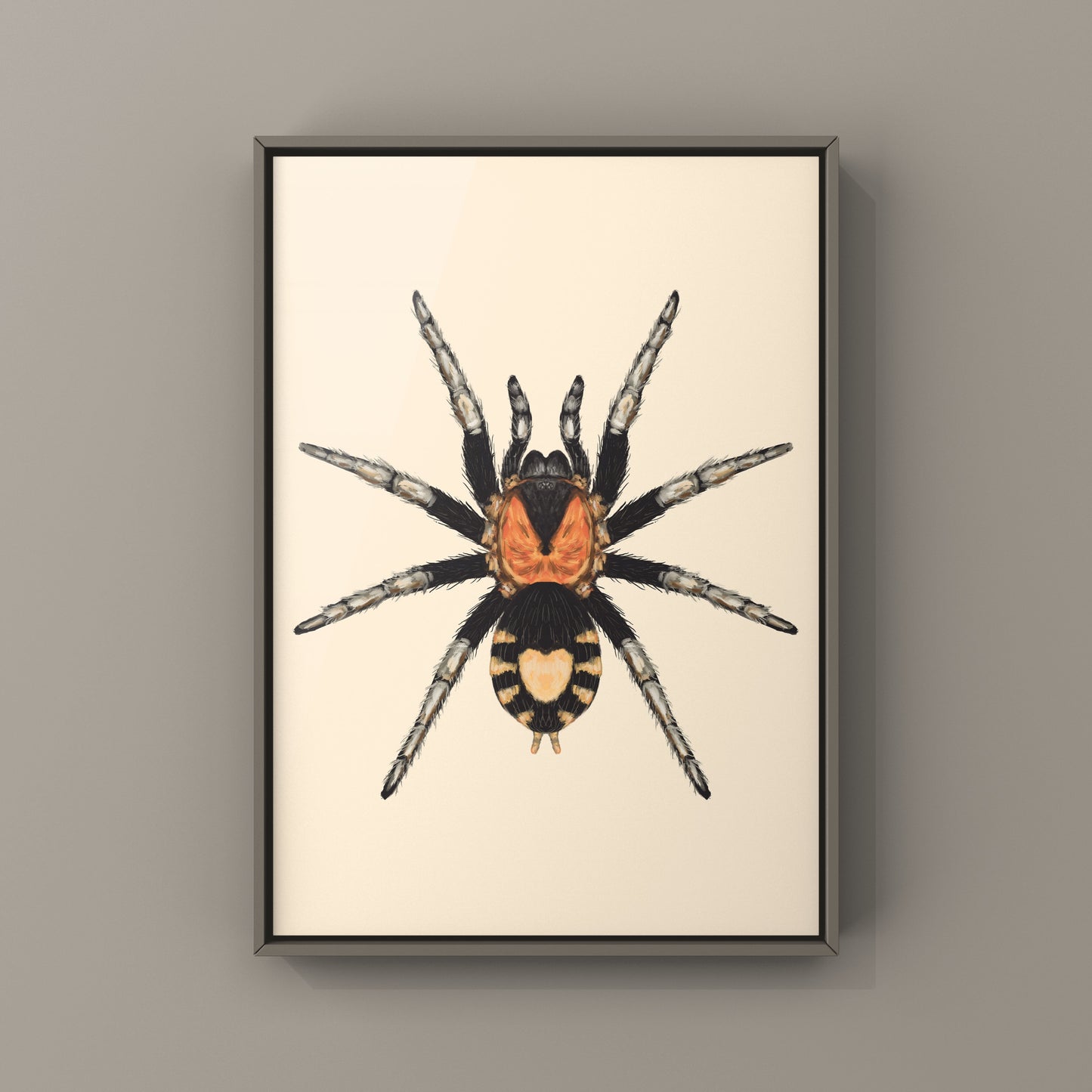 Trinidad Dwarf Tarantula, Cyriocosmus Elegans, Photographic Art Print