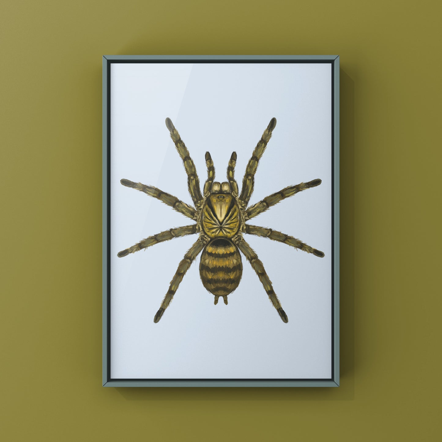Trinidad Olive Tarantula, Neoholothele Incei, Photographic Art Print