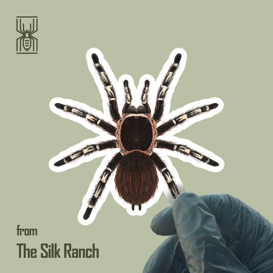Giant White Knee Tarantula Sticker, Acanthoscurria Geniculata Waterproof Vinyl Sticker
