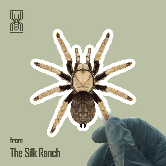 Arizona Blonde Tarantula Sticker, Aphonopelma Chalcodes Waterproof Vinyl Sticker