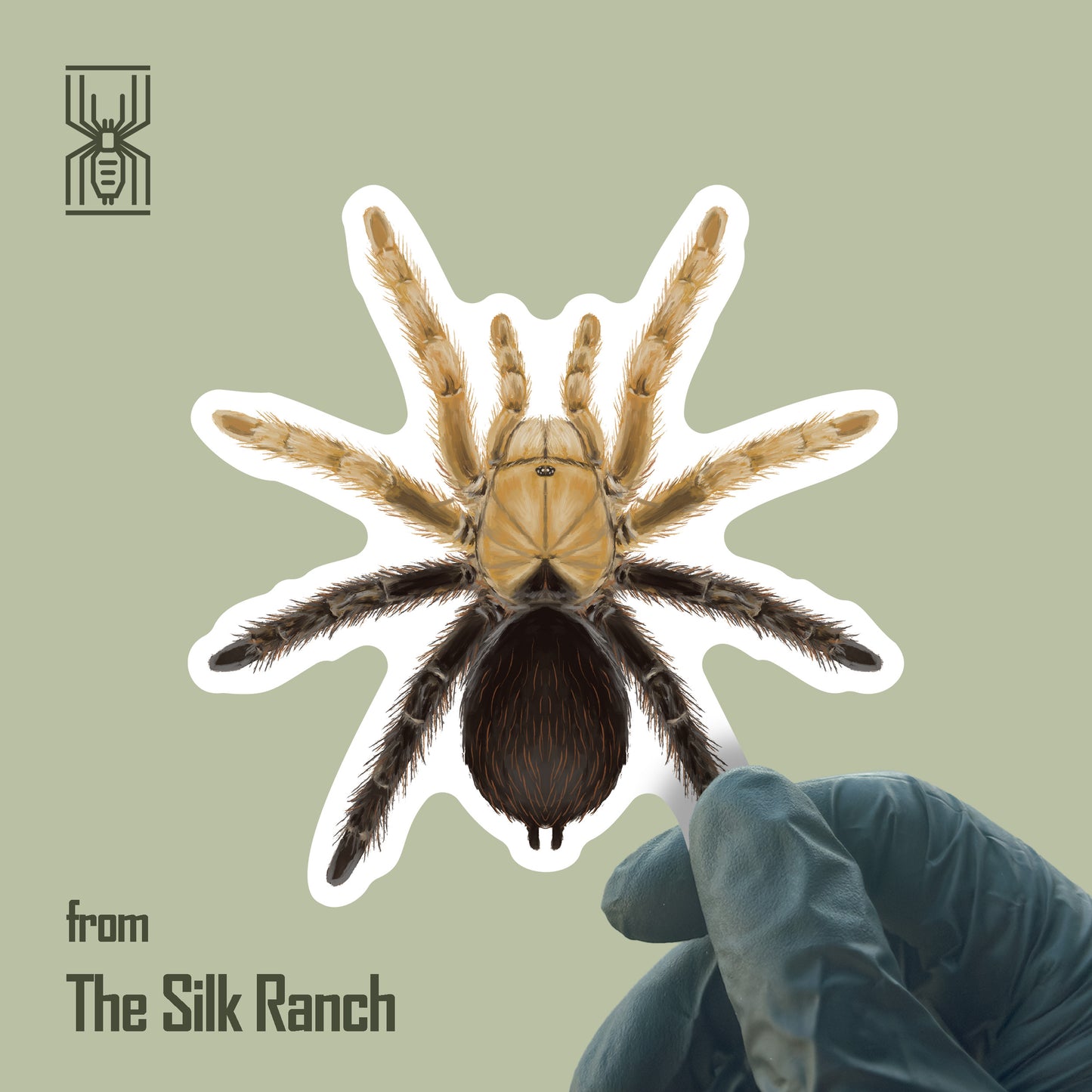 Desert Diamondback Tarantula Sticker, Aphonopelma Sp. Diamondback Waterproof Vinyl Sticker