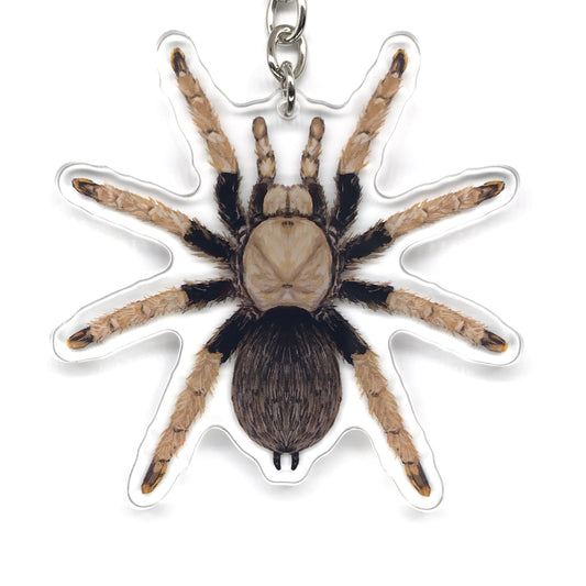 Arizona Blonde Tarantula, Aphonopelma Chalcodes Acrylic Keychain