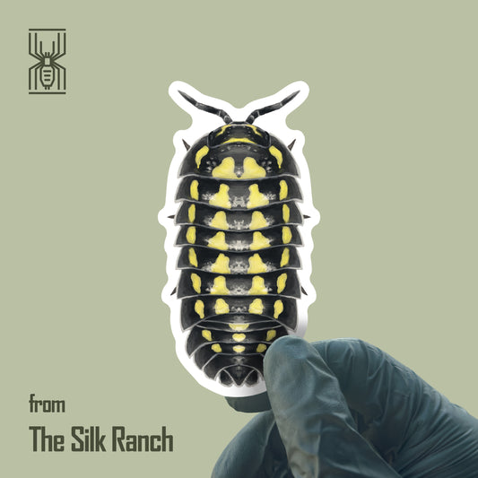 Gestroi Isopod Sticker, Armadillidium Gestroi Waterproof Vinyl Sticker