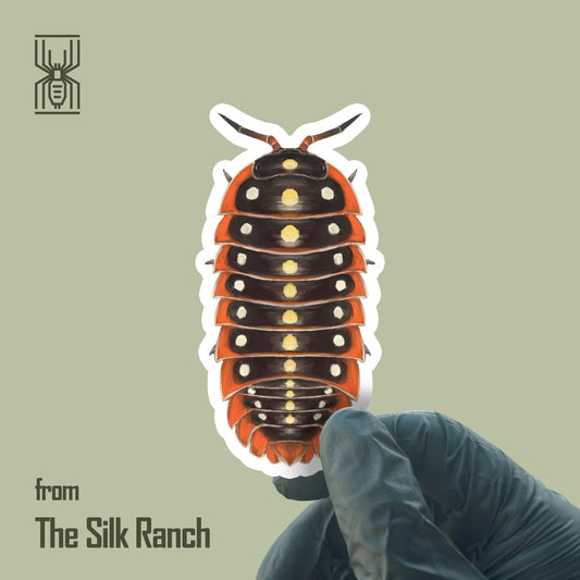 Clown Isopod Sticker, Armadillidium Klugii Waterproof Vinyl Sticker