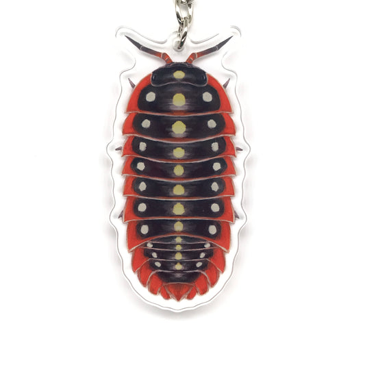 Clown Isopod, Armadillidium Klugii Acrylic Keychain