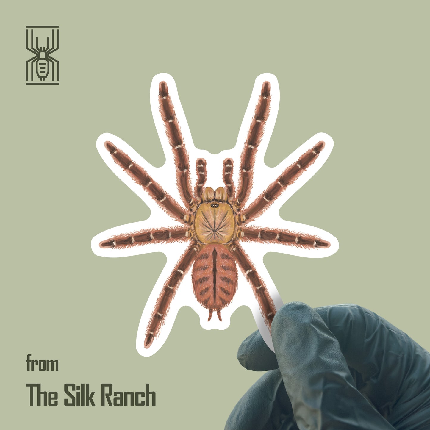 Peach Earth Tiger Tarantula Sticker, Aspinochilus Rufus Waterproof Vinyl Sticker