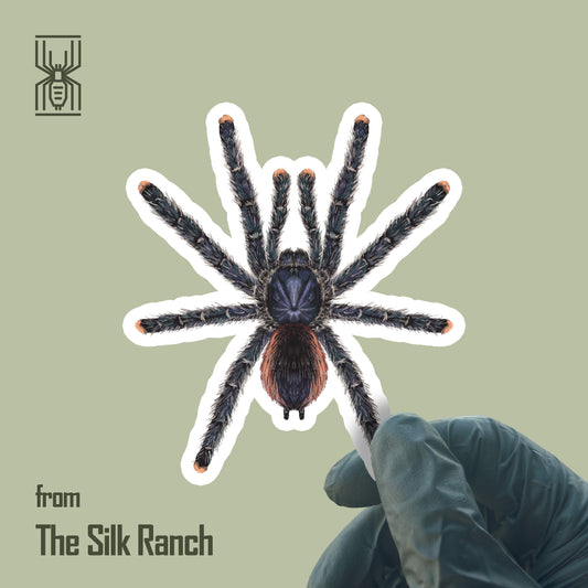 Peruvian Pinktoe Tarantula Sticker, Avicularia Juruensis Waterproof Vinyl Sticker
