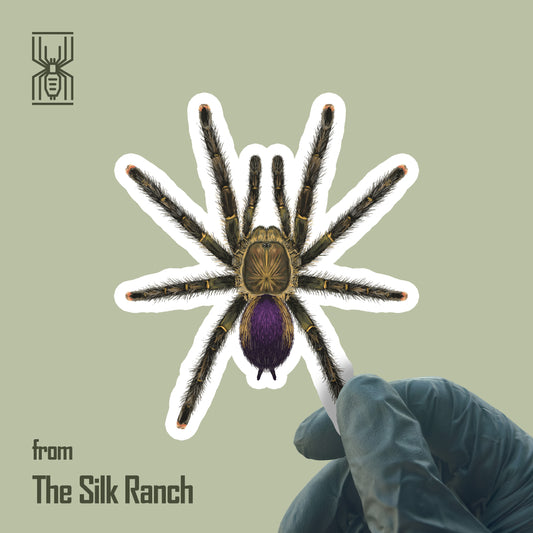 Mardi Gras Pinktoe Tarantula Sticker, Avicularia sp. Pucallpa Waterproof Vinyl Sticker