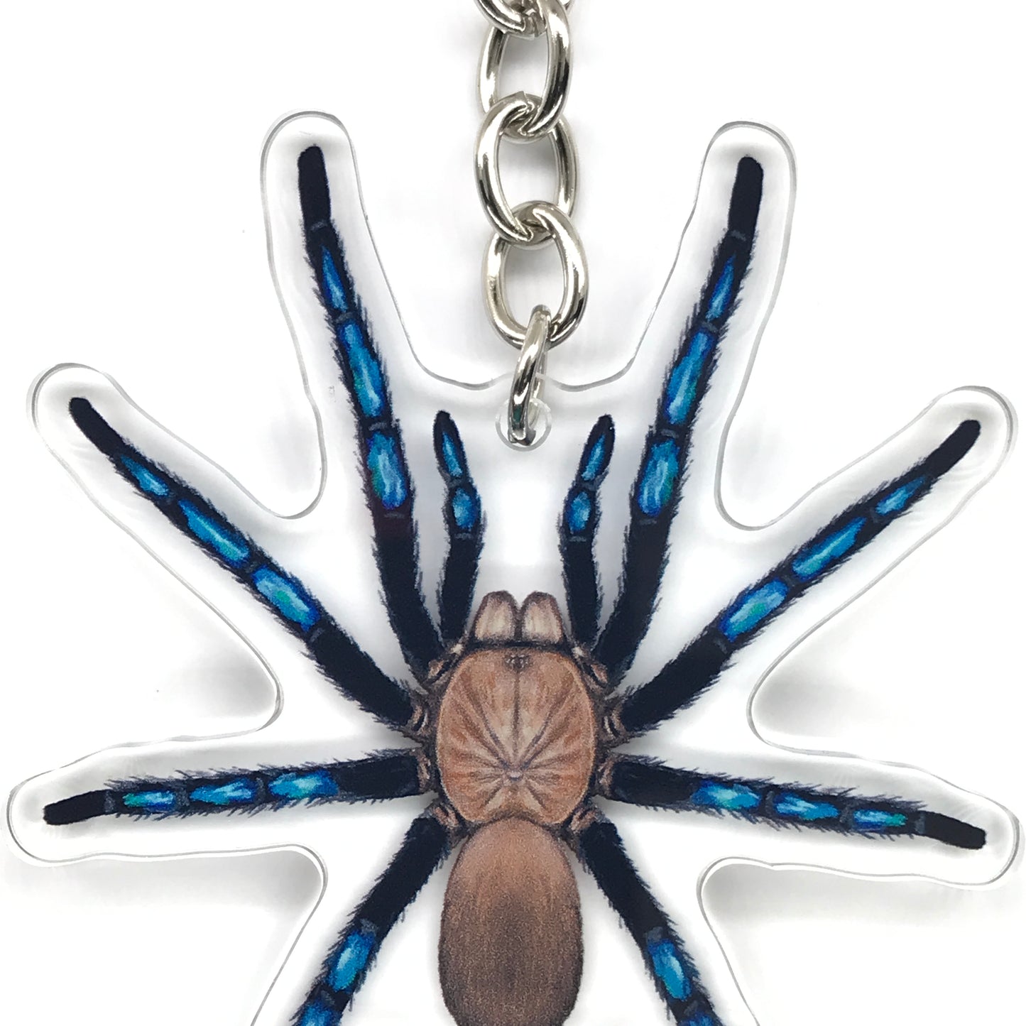 Neon Blue Leg Tarantula, Birupes Simoroxigorum Acrylic Keychain