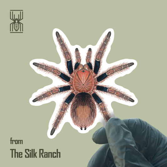 Palp Friction Tarantula Sticker, Bonnetina Chamela Waterproof Vinyl Sticker