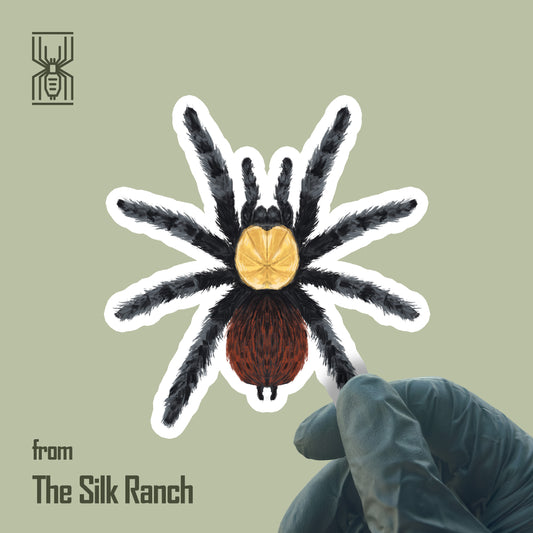 Golden Red Rump Tarantula Sticker, Brachypelma Albiceps Waterproof Vinyl Sticker