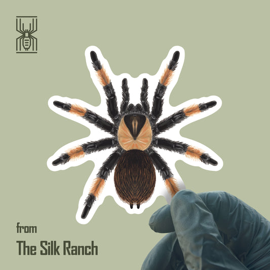 Mexican Red Leg Tarantula Sticker, Brachypelma Emilia Waterproof Vinyl Sticker
