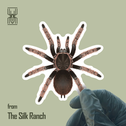 Mexican Pink Tarantula Sticker, Brachypelma Klaasi Waterproof Vinyl Sticker