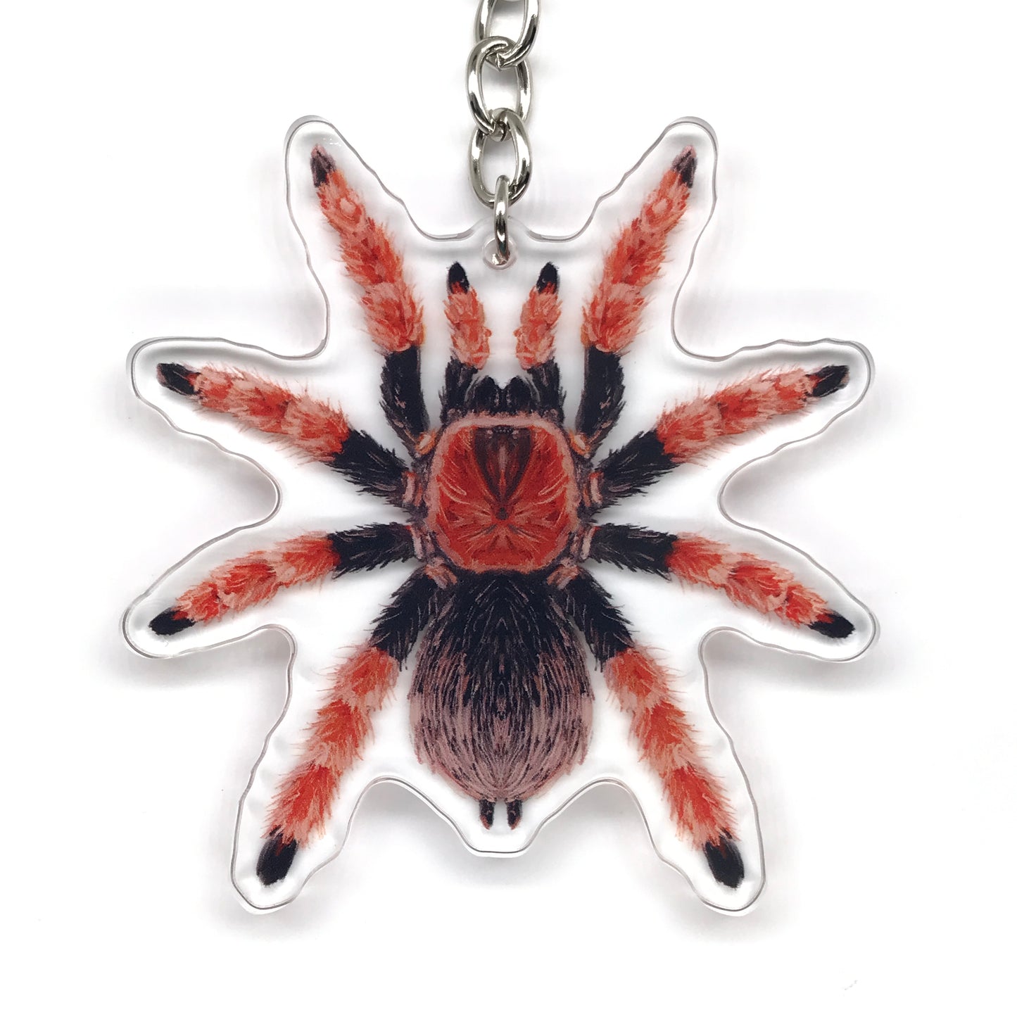 Mexican Fireleg Tarantula, Brachypelma Boehmei Acrylic Keychain