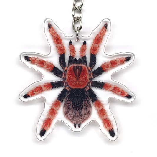 Mexican Fireleg Tarantula, Brachypelma Boehmei Acrylic Keychain