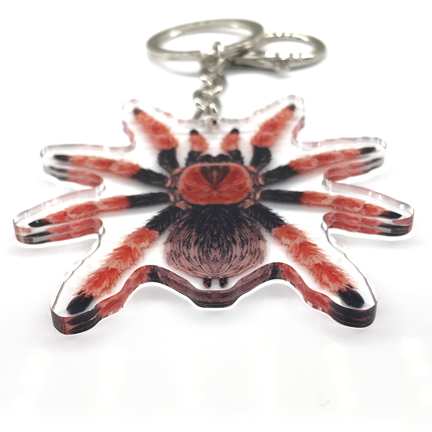 Mexican Fireleg Tarantula, Brachypelma Boehmei Acrylic Keychain