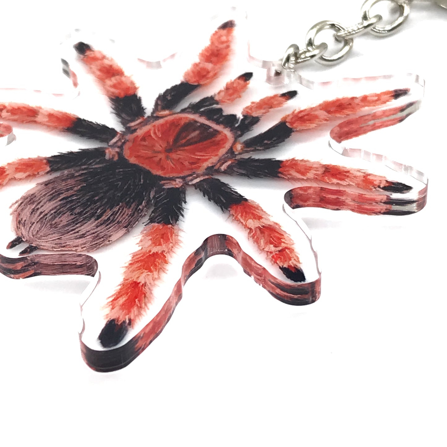 Mexican Fireleg Tarantula, Brachypelma Boehmei Acrylic Keychain
